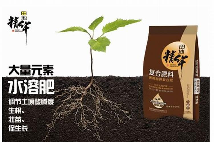 茄子施肥方法和注意事项