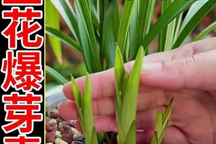 什么肥料对兰花发芽生根开花最好