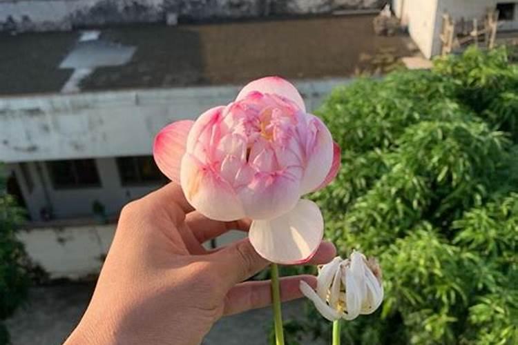 6月开始养碗莲,划出3个“重点”,照着做就能长叶、开花