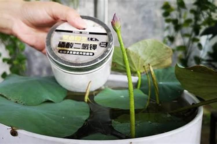 碗莲应该如何磷酸二氢钾施肥