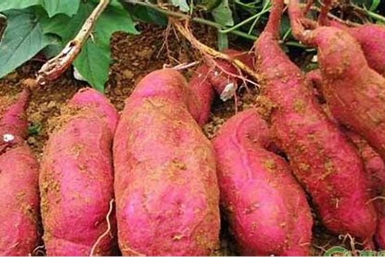 红苕能用锌肥吗怎么施肥？