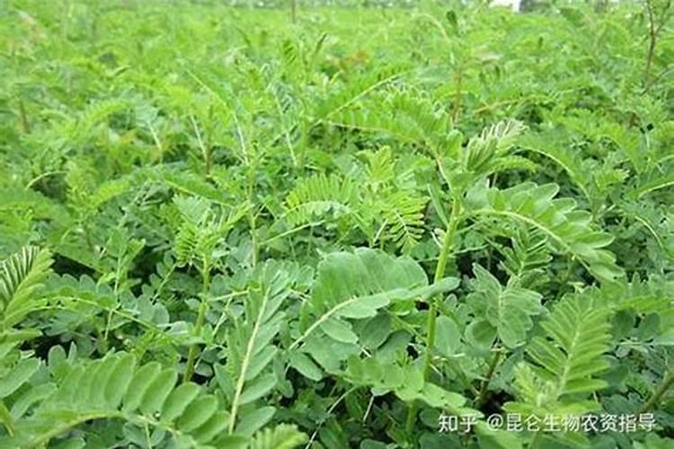 黄芪根茎膨大用什么好？追肥用哪种肥料？黄芪养根用“根小子”