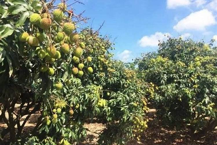 荔枝花施硼肥时间多长最好用？