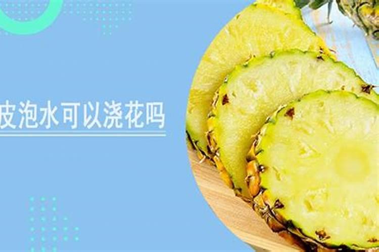 菠萝皮泡水可以浇花吗