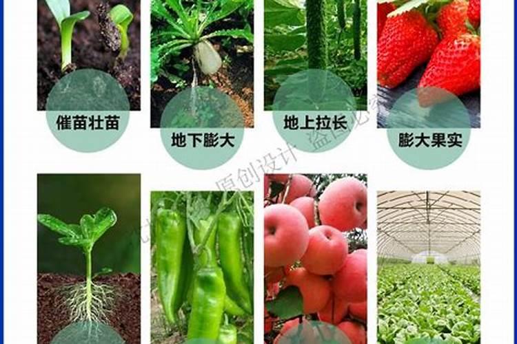 哪款叶面肥膨果最好用耐寒耐旱？