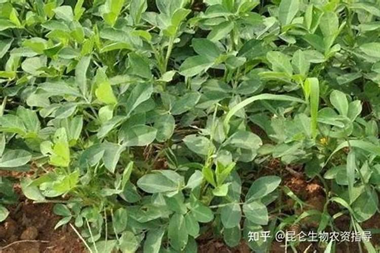 花生用矿源黄腐酸钾可以吗