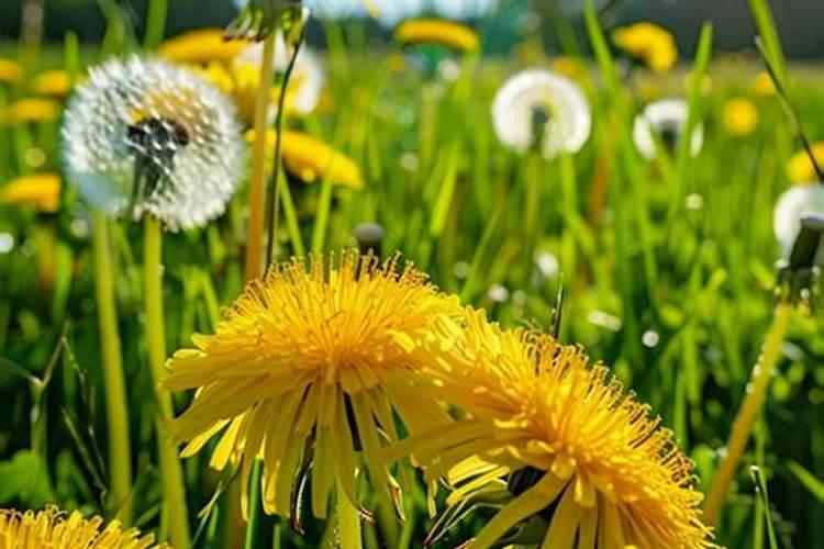 蒲公英几月采集功效最好!