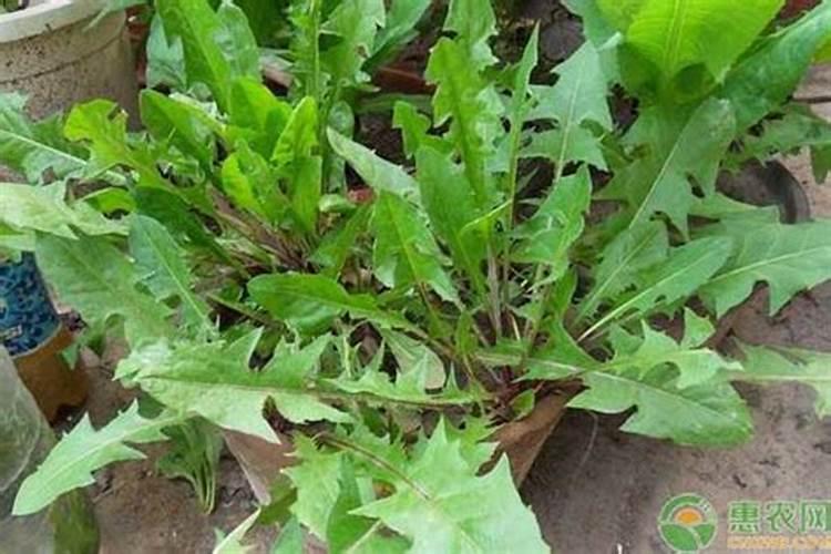 盆栽蒲公英如何施肥