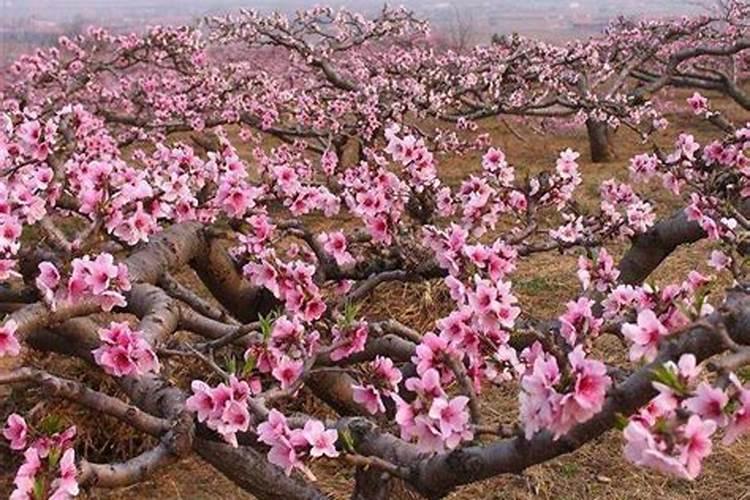 桃树可喷施硝酸镁叶面肥吗