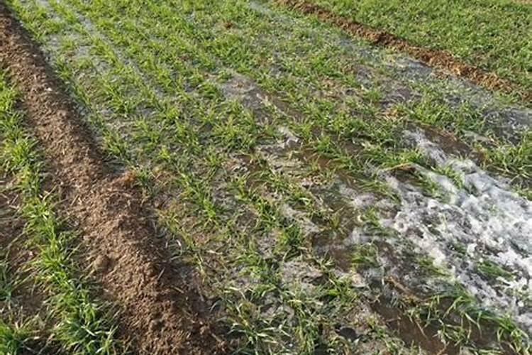 小麦追肥的作用有哪些？