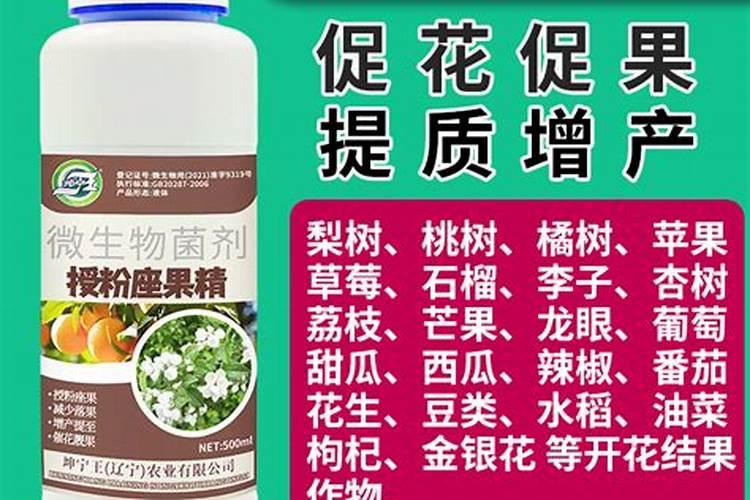 流体硼怎么做到授粉坐果