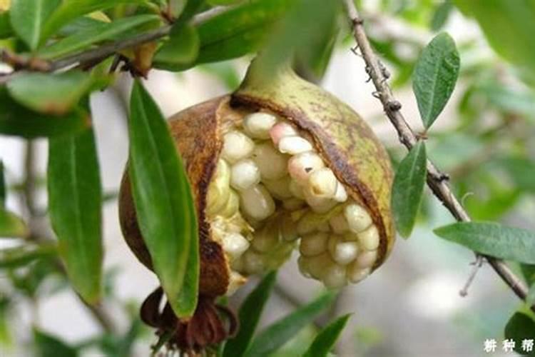 石榴为什么会裂皮？