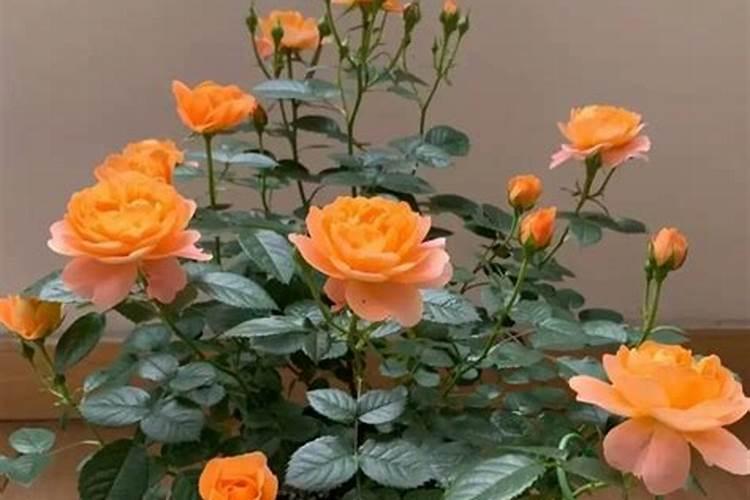 盆栽月季花如何施肥