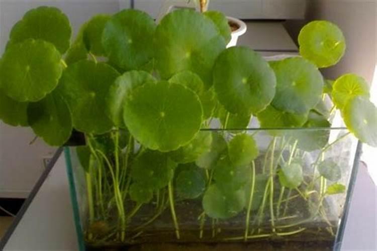 水培铜钱草施什么肥