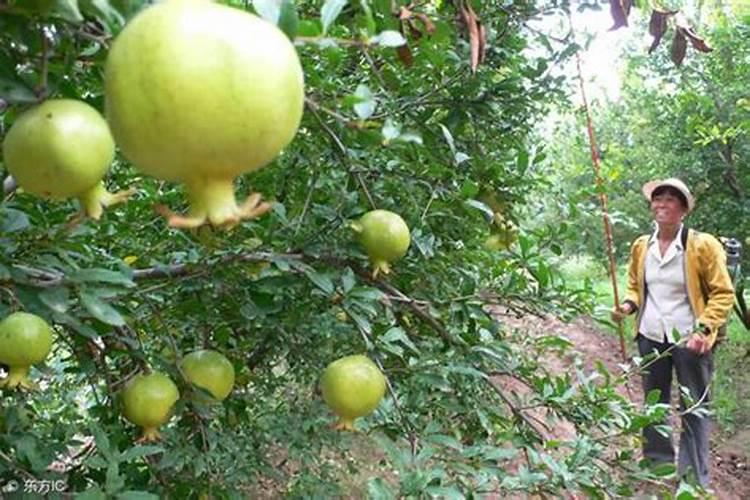 石榴如何促进着色？石榴着色注意哪些事项？