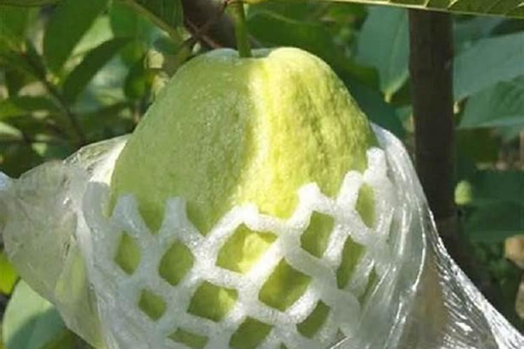 四季红石榴套袋后可施钾肥吗？