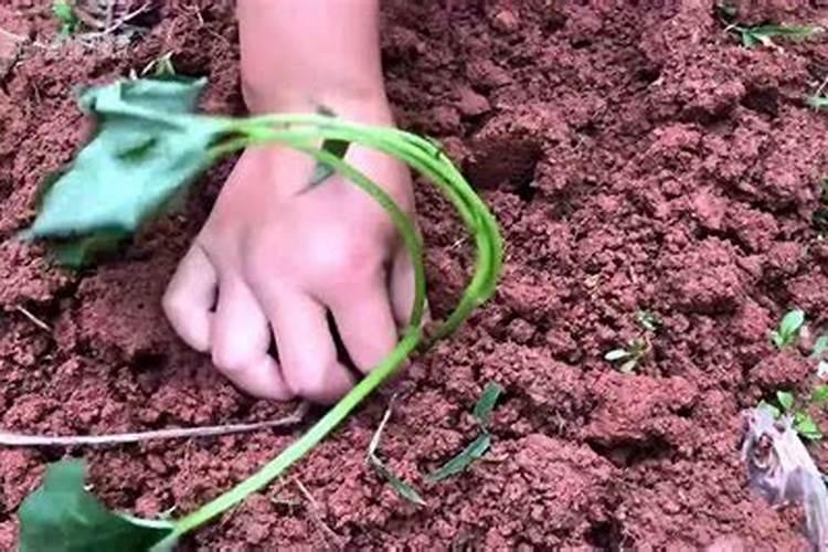 种番薯放什么肥好