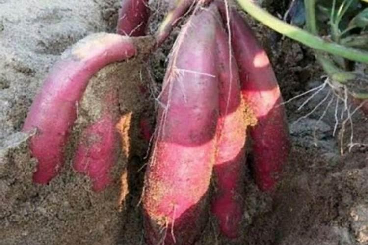 种番薯用什么肥料最好