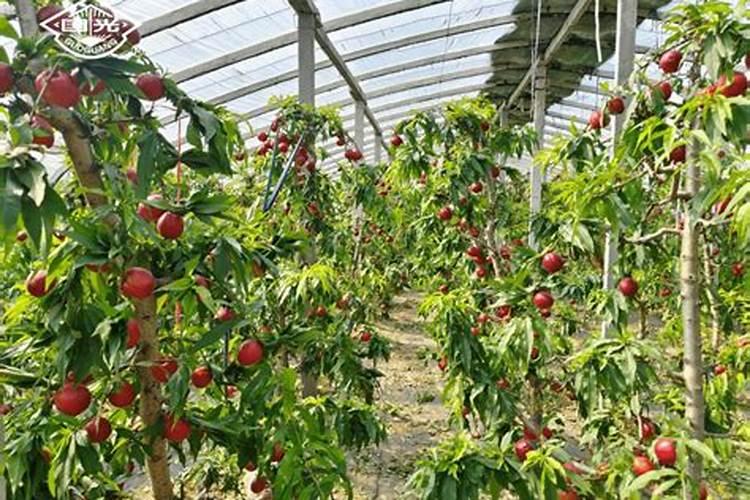 温室油桃上市早,花果期如何管理可以实现产量高、质量好？