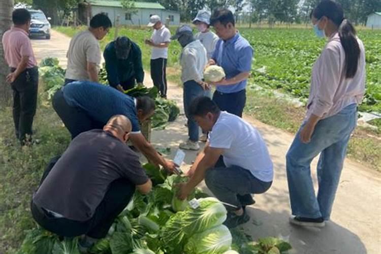 夏邑县大化肥业有限公司怎么样？