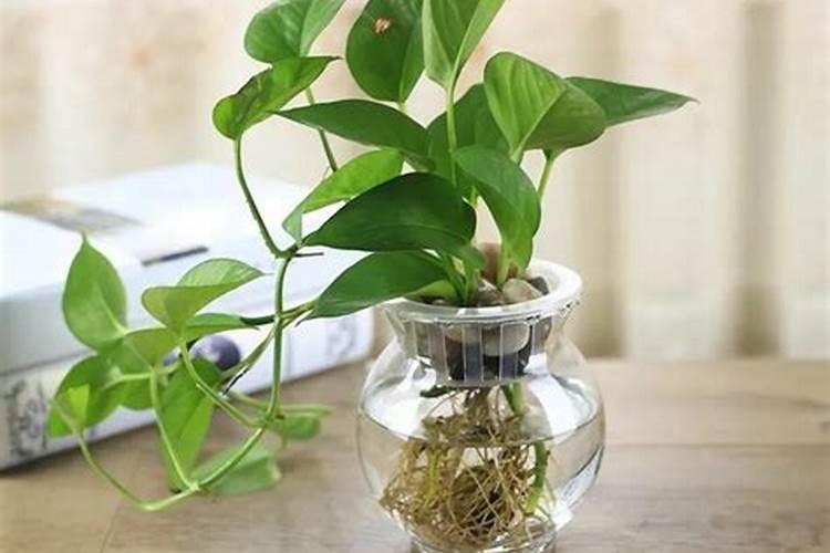 吊兰绿萝怎样施肥