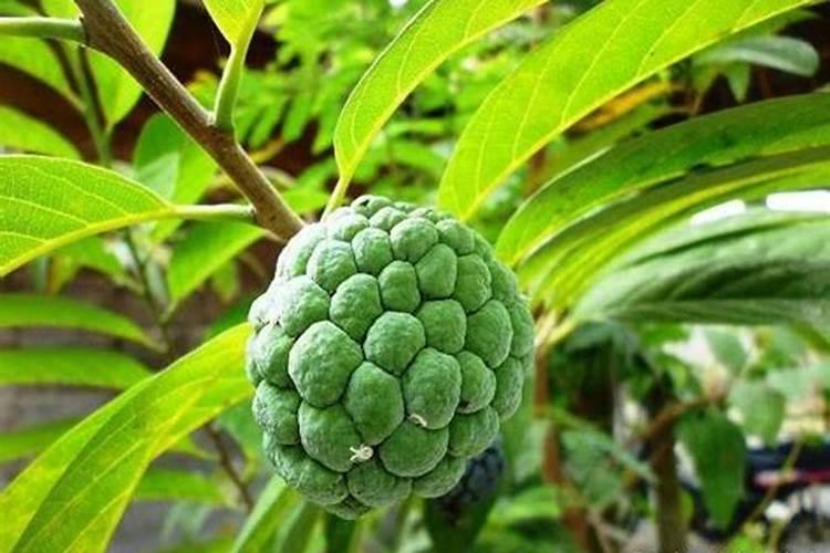 释迦果树叶枯黄怎么办