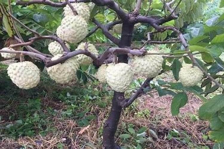 如何种植释迦果的基本方法