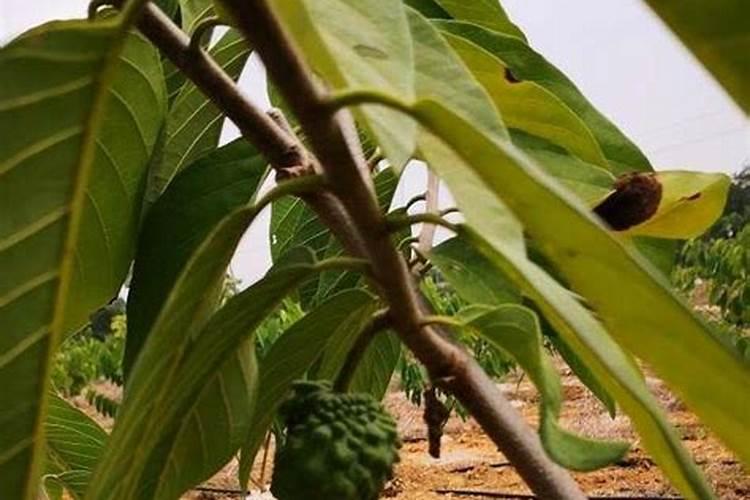 释迦果裂果、日烧果咋防治？