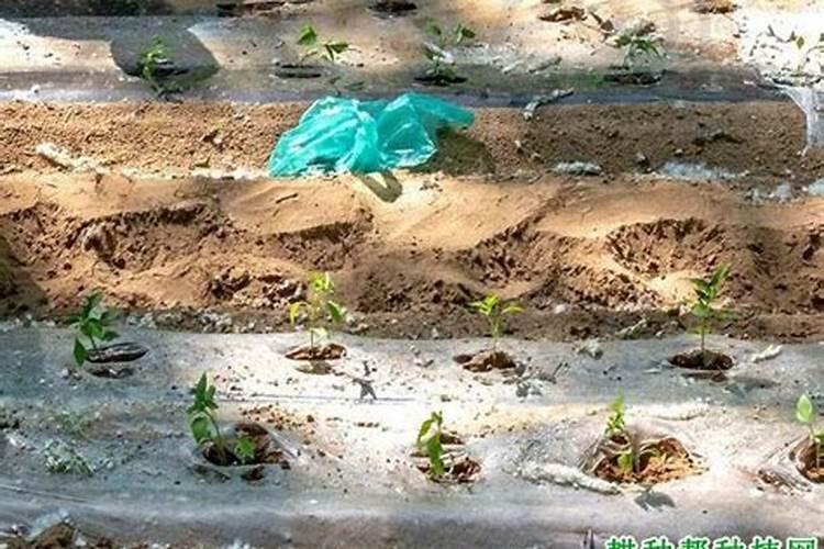 朝天椒刚移栽5天可以打芸苔素吗