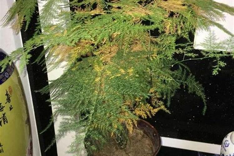 文竹黄叶怎么办