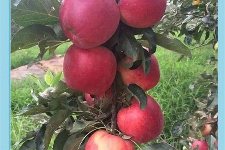 苹果最新品种鲁丽苹果怎样,有发展前途吗