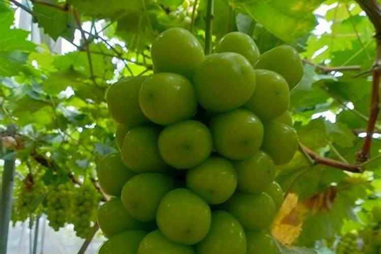 招远大户庄园葡萄阳光玫瑰价格