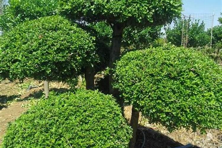 对节白蜡多少钱一棵？对节白蜡价格行情