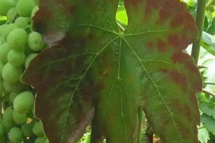 施肥是葡萄高产的手段,什么肥料才是葡萄最好的肥料？