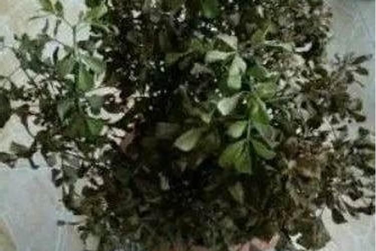 花卉能不能上磷肥水？