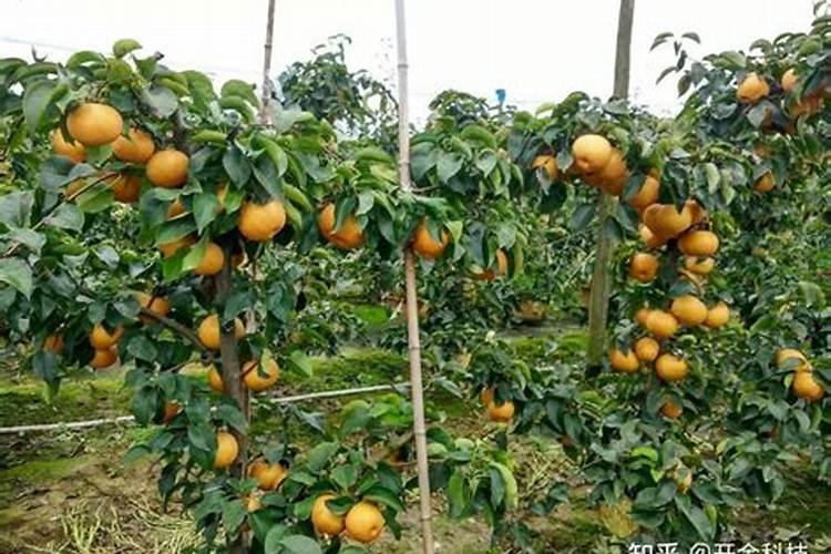 梨树怎么管理,保花保果效果好？