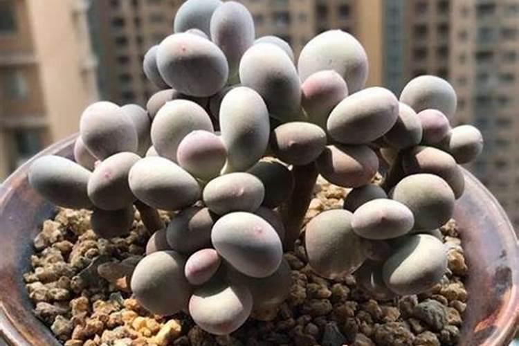 磷酸二氢钾养多肉使用方法