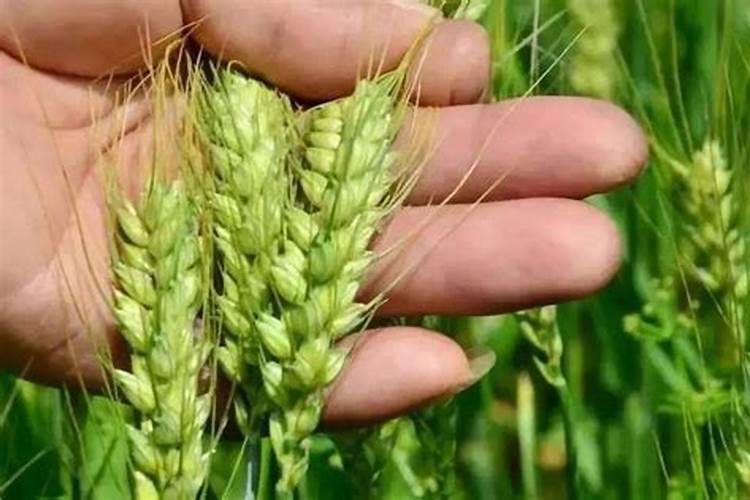 小麦灌浆期能不能喷芸苔素水？