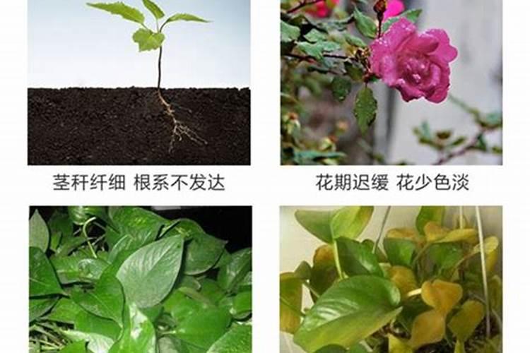 花肥用什么代替磷肥效果好？