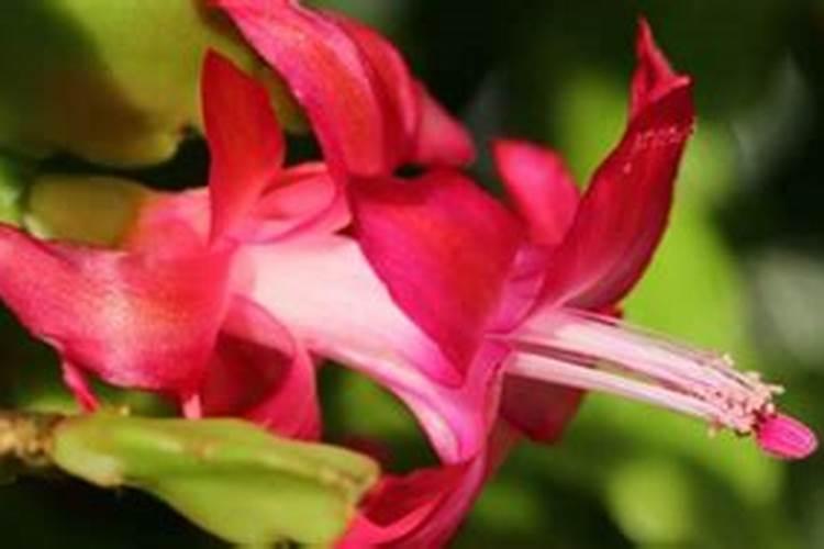 蟹爪兰施什么肥好,如何自制花肥？