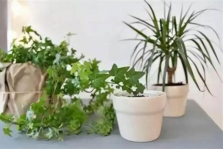 在养花的时候,有哪些东西可以代替花的肥料