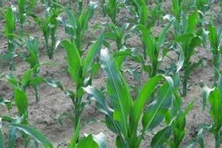玉米苗弱小怎么补救