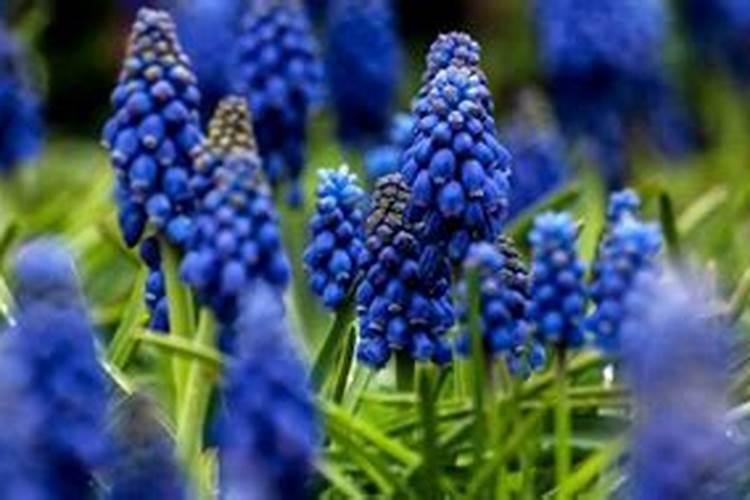 什么花可以用复合肥