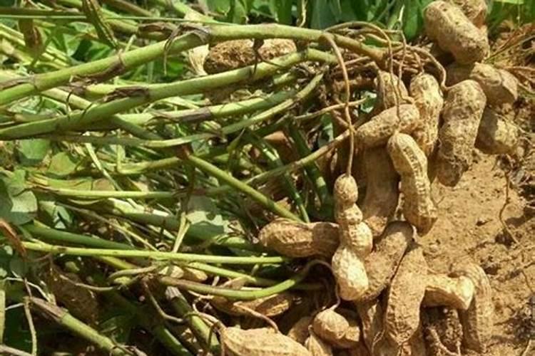 花生开花时候可以打叶面肥吗？