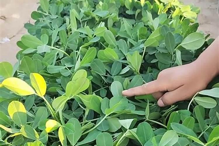 花生盛花期打什么样的药能保花保果呢