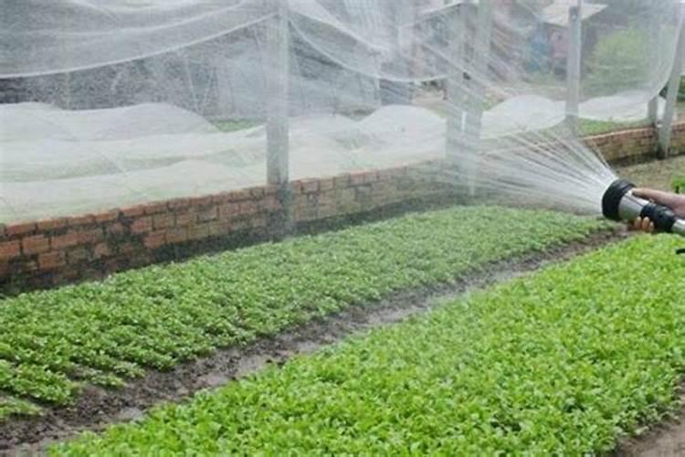 水溶肥冲施多久结束施肥？