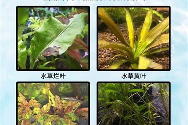 铁肥和钾肥可以一起用吗