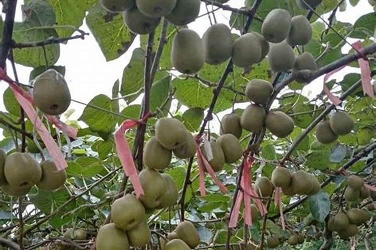 猕猴桃膨大期上什么肥料好？