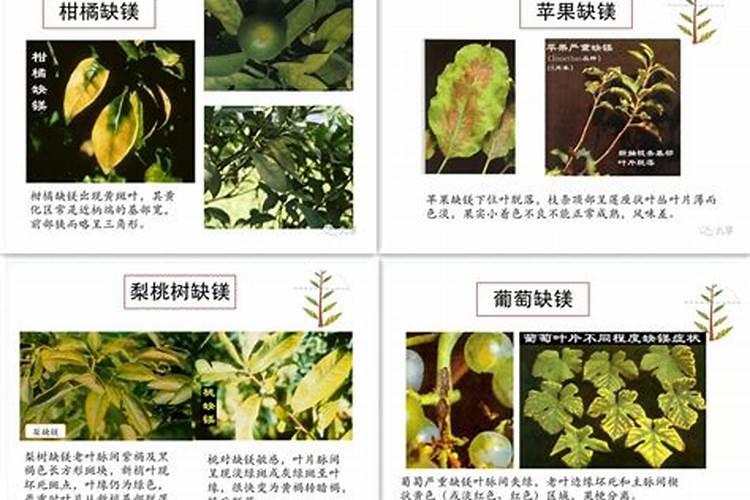 植物缺镁用什么肥料
