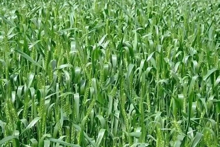 小麦需要钾肥吗